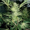 White Widow (Medical Seeds) féminisée