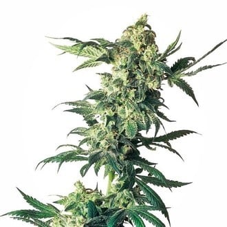 Northern Lights (Sensi Seeds) féminisée