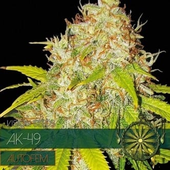 AK-49 Autoflowering (Vision Seeds) féminisée