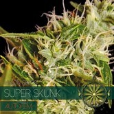 Super Skunk Autoflowering (Vision Seeds) féminisée