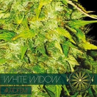 White Widow Autoflowering (Vision Seeds) féminisée
