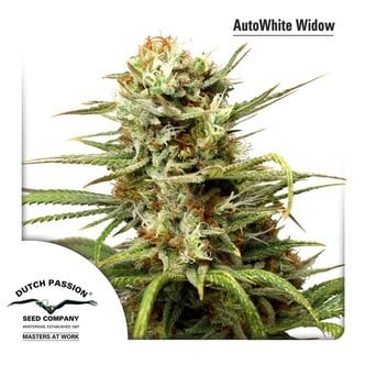 AutoWhite Widow (Dutch Passion) féminisée