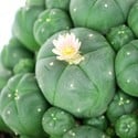 Peyotl à Têtes (Lophophora williamsii)