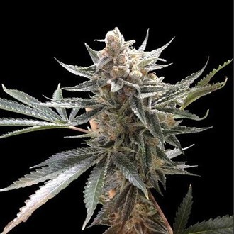 Tangie (Reserva Privada) féminisée