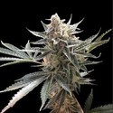 Tangie (Reserva Privada) féminisée