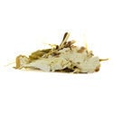 Lotus blanc (20 grammes)