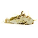 Lotus blanc (20 grammes)