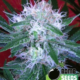 Auto Bomb (Bomb Seeds) féminisée