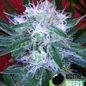 Auto Bomb (Bomb Seeds) féminisée