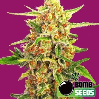 Cherry Bomb (Bomb Seeds) féminisée