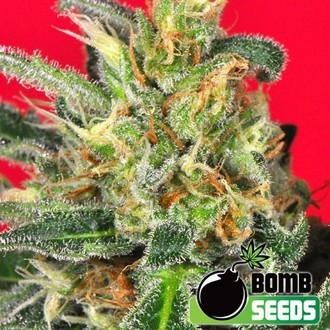 Cluster Bomb (Bomb Seeds) féminisée