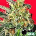 Cluster Bomb (Bomb Seeds) féminisée