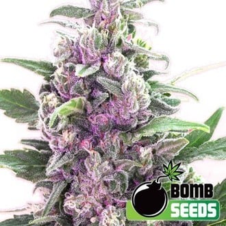 THC Bomb (Bomb Seeds) féminisée