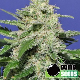 Widow Bomb (Bomb Seeds) féminisée