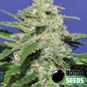 Widow Bomb (Bomb Seeds) féminisée
