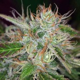 Chernobyl (TGA Subcool) régulière