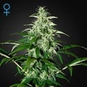 Kalashnikova Autoflowering (Greenhouse Seeds) féminisée