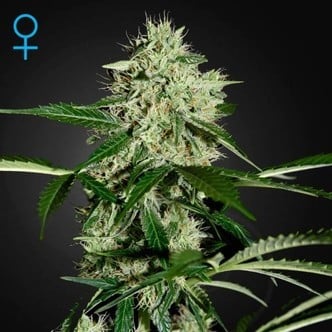 Northern Lights Autoflowering (Greenhouse Seeds) féminisée