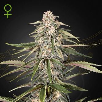 Super Bud (Greenhouse Seeds) féminisée