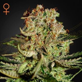 Super Critical (Greenhouse Seeds) féminisée