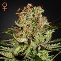 Super Critical (Greenhouse Seeds) féminisée