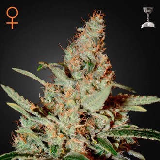 Chemdog (Greenhouse Seeds) féminisée