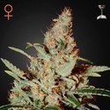 Chemdog (Greenhouse Seeds) féminisée