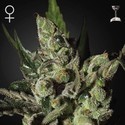 Exodus Cheese (Greenhouse Seeds) féminisée