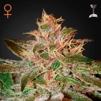 Pure Kush (Greenhouse Seeds) féminisée