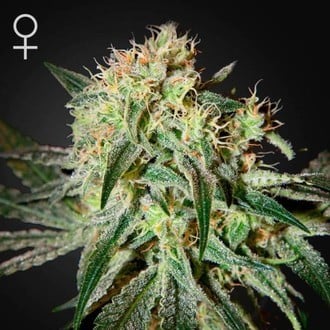 Damn Sour (Greenhouse Seeds) féminisée