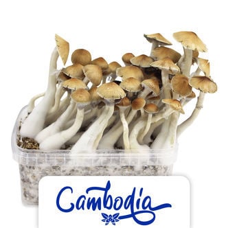 Kit de culture Zamnesia 'Cambodia'