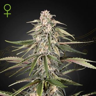 Green-O-Matic (Greenhouse Seeds) féminisée