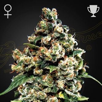 Jack Herer (Greenhouse Seeds) féminisée