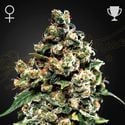 Jack Herer (Greenhouse Seeds) féminisée
