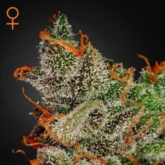 King's Kush (Greenhouse Seeds) féminisée