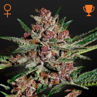 Bubba Kush (Greenhouse Seeds) féminisée