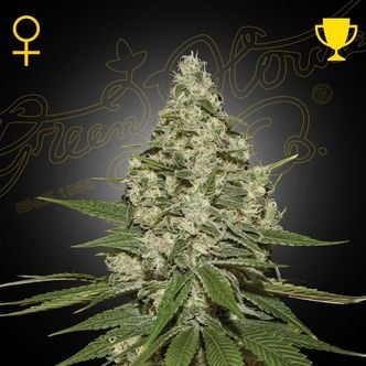 Super Lemon Haze (Greenhouse Seeds) féminisée