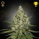 Super Lemon Haze (Greenhouse Seeds) féminisée