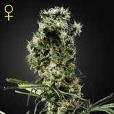 Arjan's Haze 2 (Greenhouse Seeds) féminisée