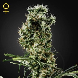 Arjan's Haze 2 (Greenhouse Seeds) féminisée