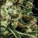 Arjan's Haze 2 (Greenhouse Seeds) féminisée