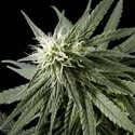 Arjan's Haze 2 (Greenhouse Seeds) féminisée