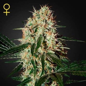 Arjan's Haze 3 (Greenhouse Seeds) féminisée