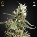 Arjan's Ultra Haze 1 (Greenhouse Seeds) féminisée