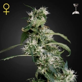 Arjan's Ultra Haze 2 (Greenhouse Seeds) féminisée