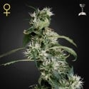 Mango Haze (Greenhouse Seeds) féminisée