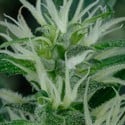 Mango Haze (Greenhouse Seeds) féminisée