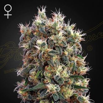 The Church (Greenhouse Seeds) féminisée