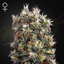 The Church (Greenhouse Seeds) féminisée