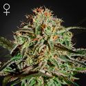 A.M.S. (Greenhouse Seeds) féminisée